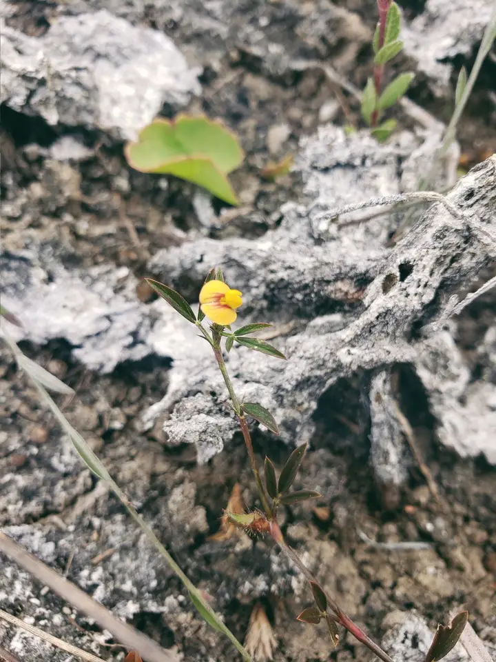 Everglade Key Pencilflower (Stylosanthes calcicola)