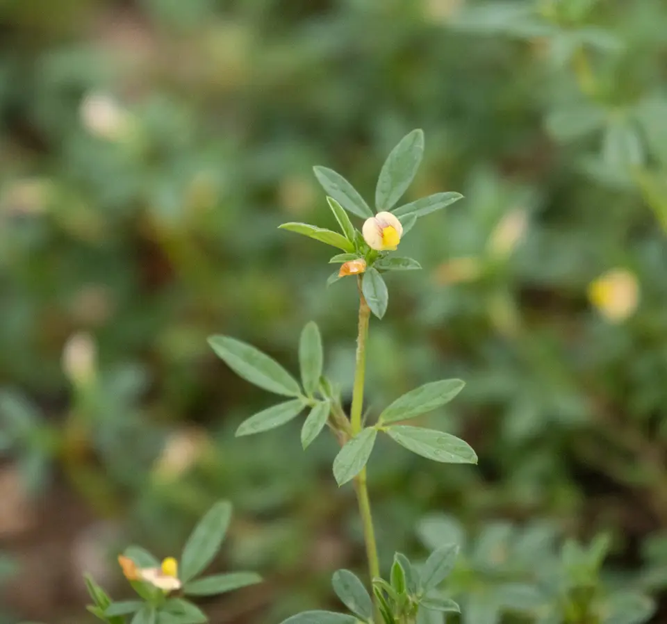 Caribbean Stylo (Stylosanthes hamata)