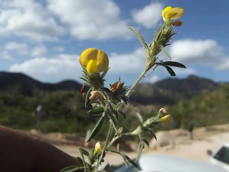 Poor Man's Friend (Stylosanthes viscosa)