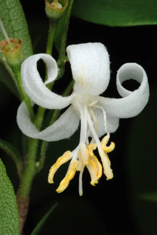 American Snowbell (Styrax americanus)