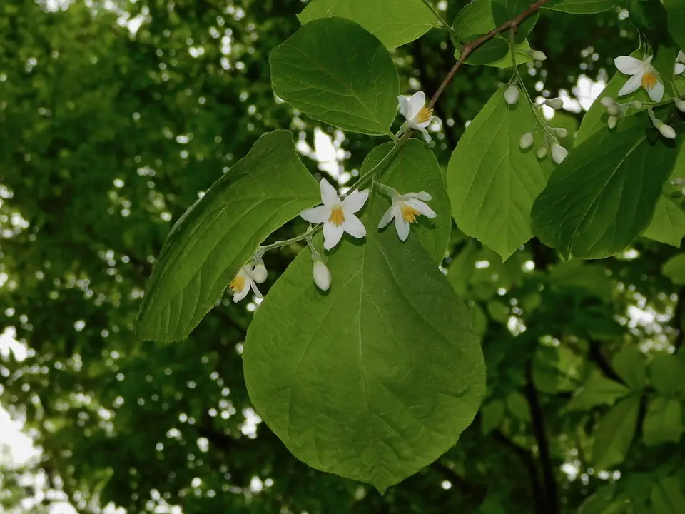 Bigleaf Snowbell (Styrax grandifolius)