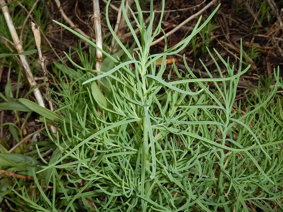 Annual Seepweed (Suaeda linearis)
