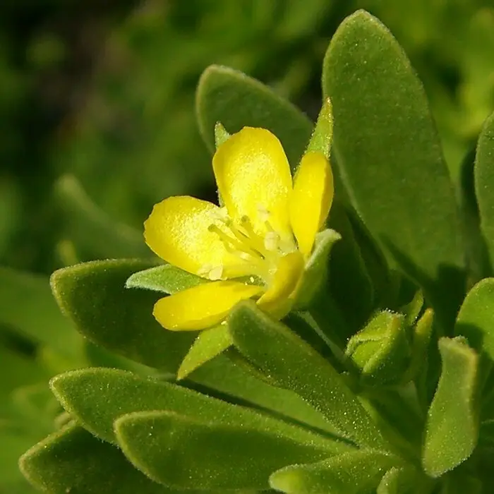 Baycedar (Suriana maritima)