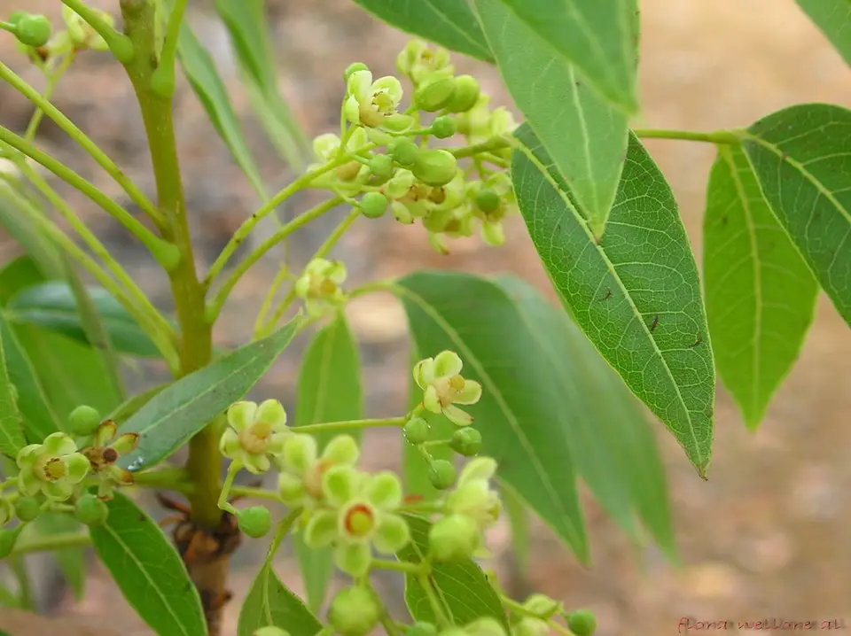 West Indian Mahogany (Swietenia mahagoni)