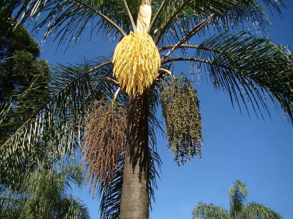 Queen Palm (Syagrus romanzoffiana)