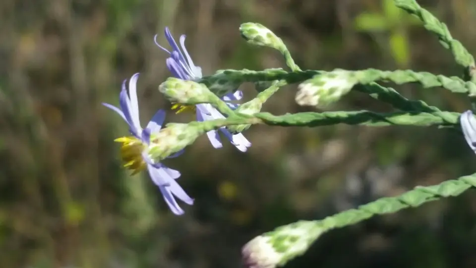 Scaleleaf Aster (Symphyotrichum adnatum)