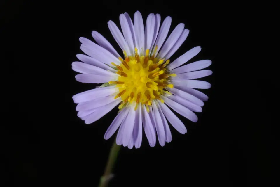 Bahaman Aster (Symphyotrichum bahamense)