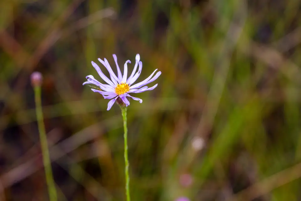 Savannah Aster (Symphyotrichum chapmanii)