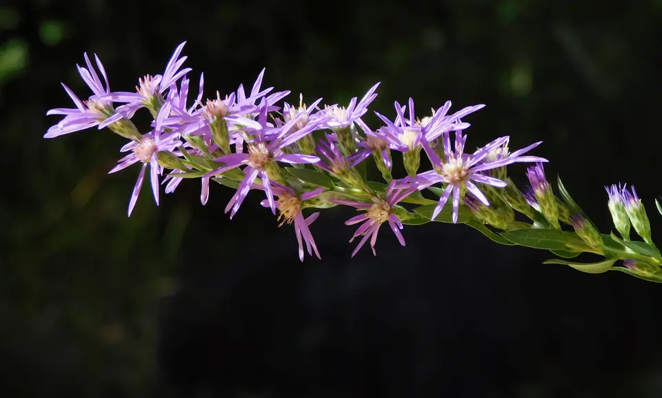 Eastern Silver Aster (Symphyotrichum concolor)