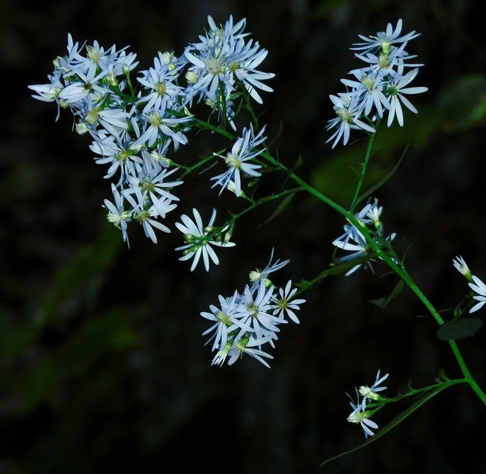 Common Blue Wood Aster (Symphyotrichum cordifolium)