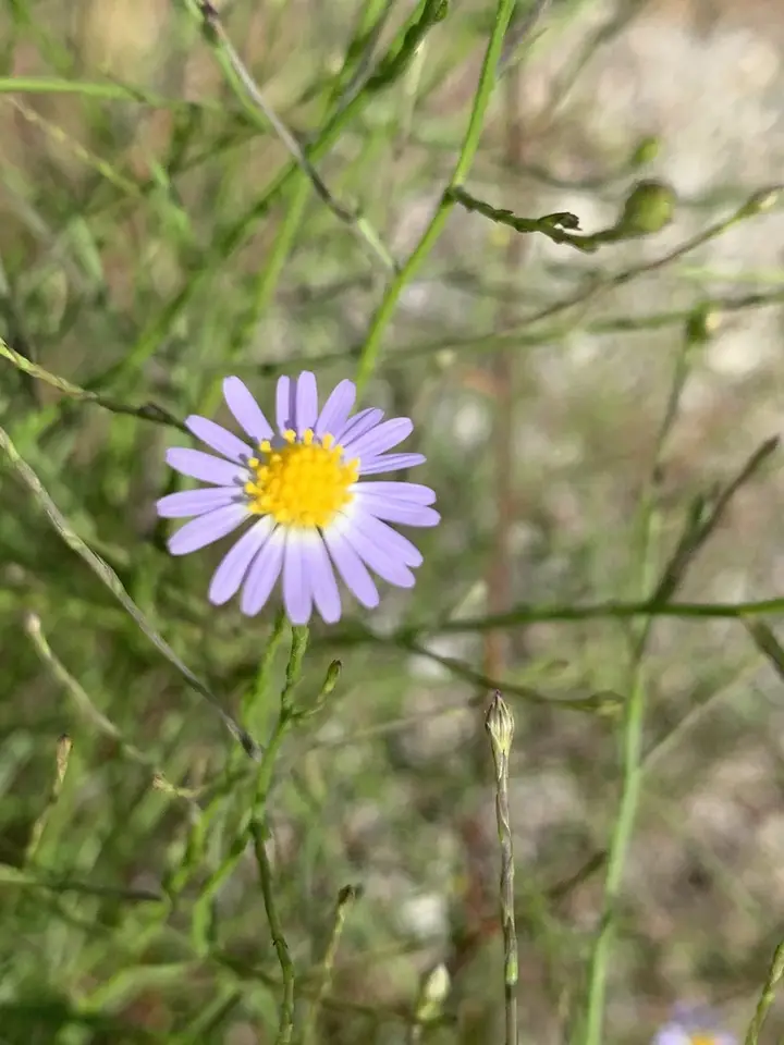 Southern Annual Saltmarsh Aster (Symphyotrichum divaricatum)