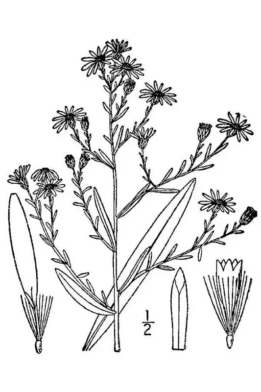 Bushy Aster (Symphyotrichum dumosum)