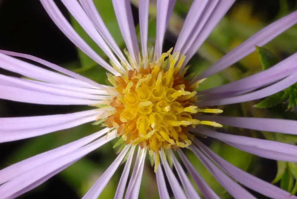 Elliott's Aster (Symphyotrichum elliottii)