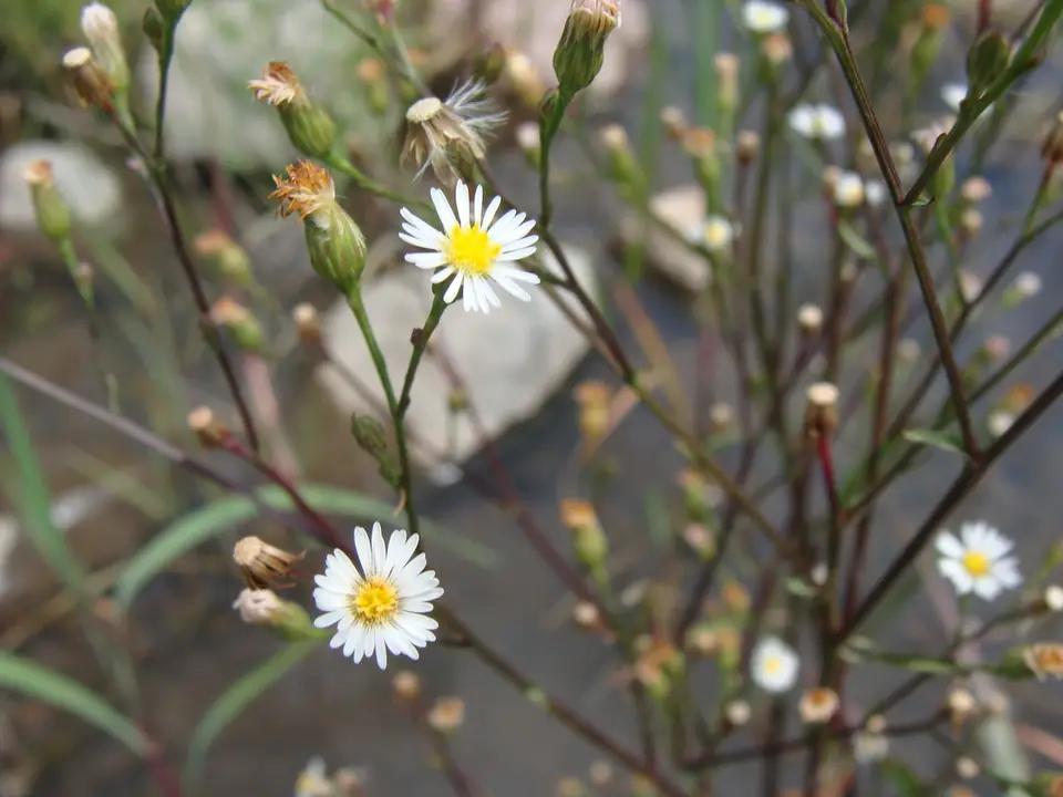 Southwestern Annual Saltmarsh Aster (Symphyotrichum expansum)