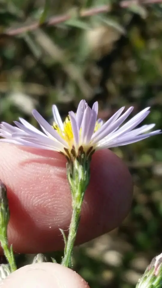 Florida Water Aster (Symphyotrichum fontinale)