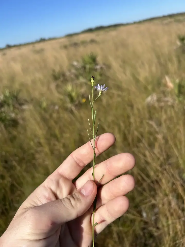 Kral's Aster (Symphyotrichum kralii)