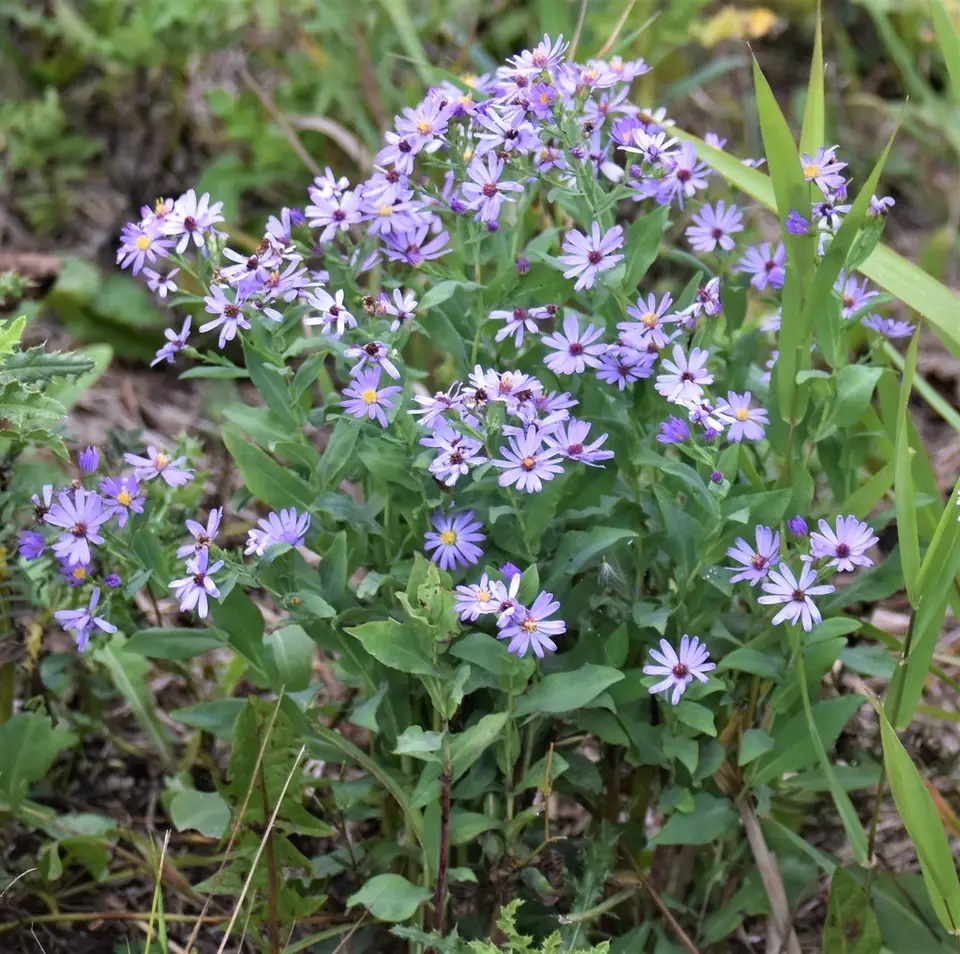 Smooth Blue Aster (Symphyotrichum laeve)