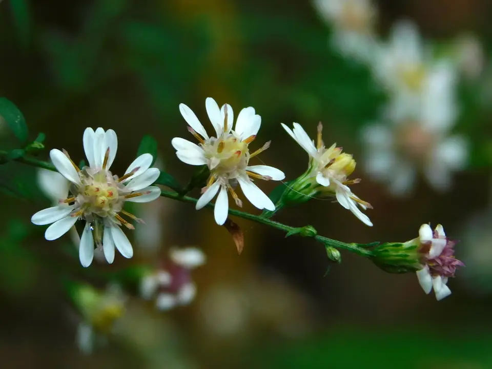 Calico Aster (Symphyotrichum lateriflorum)