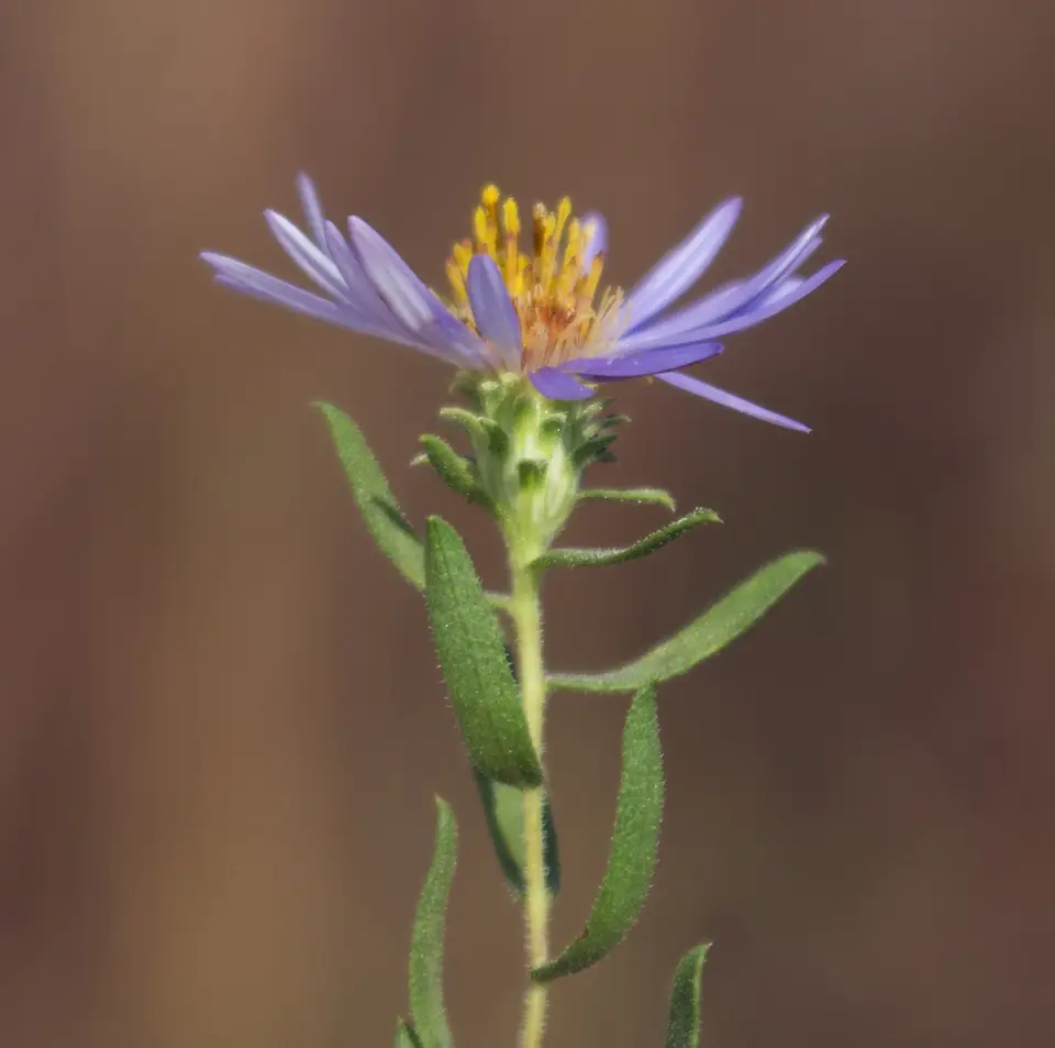 Aromatic Aster (Symphyotrichum oblongifolium)