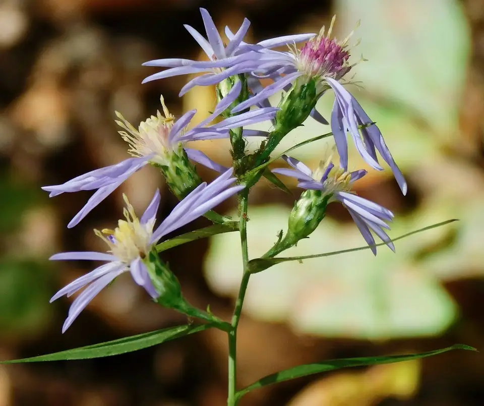 Sky Blue Aster (Symphyotrichum oolentangiense)