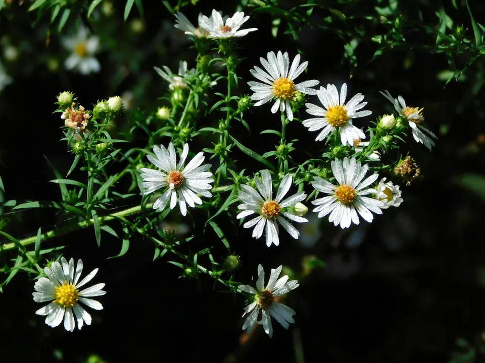 Frost Aster (Symphyotrichum pilosum)