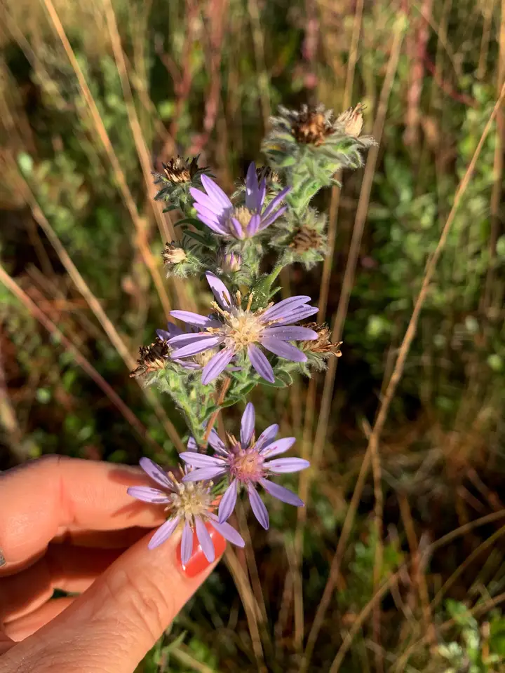 Plumose Aster (Symphyotrichum plumosum)