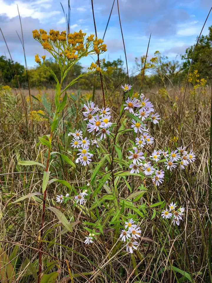 Willowleaf Aster (Symphyotrichum praealtum)