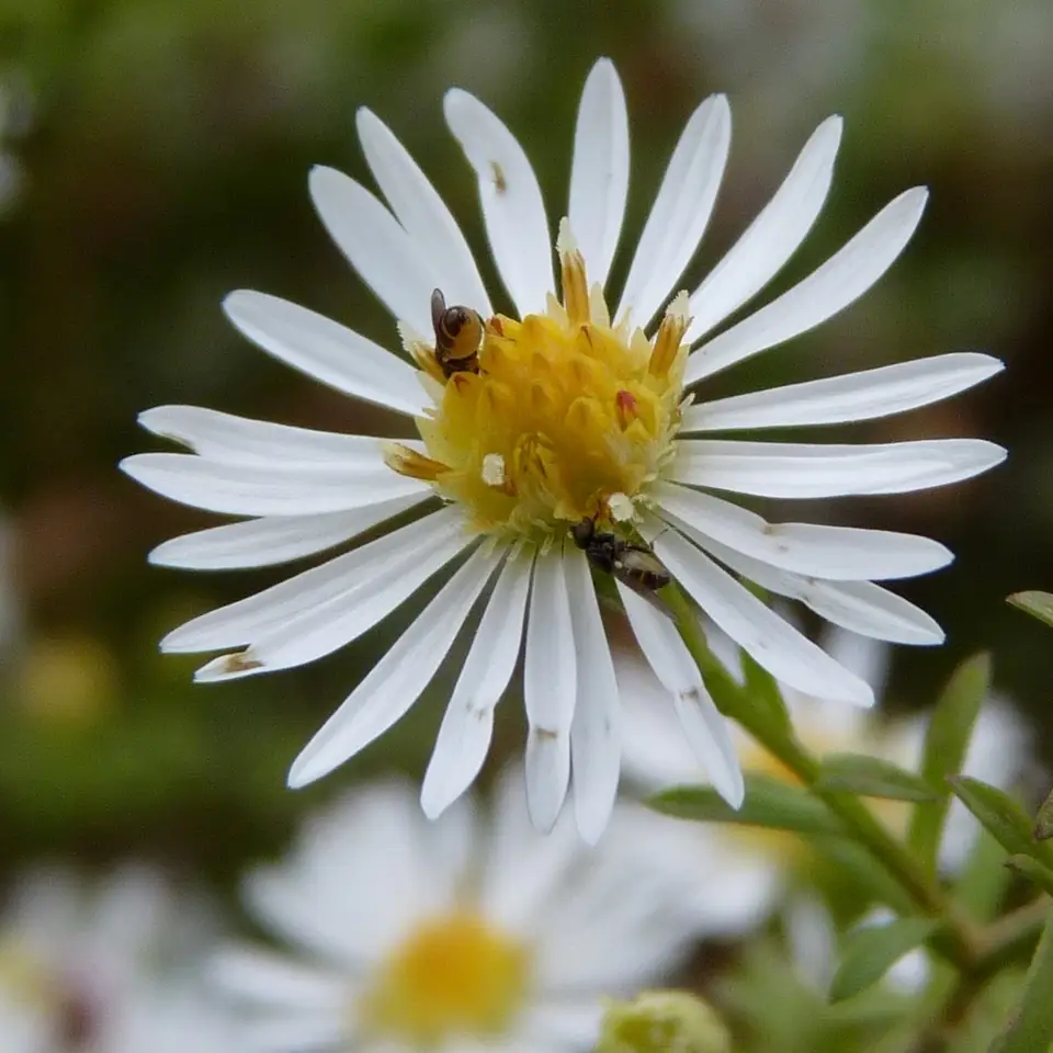 Small White Aster (Symphyotrichum racemosum)