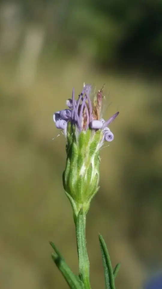 Simmonds' Aster (Symphyotrichum simmondsii)