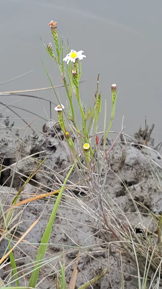 Perennial Saltmarsh Aster (Symphyotrichum tenuifolium)