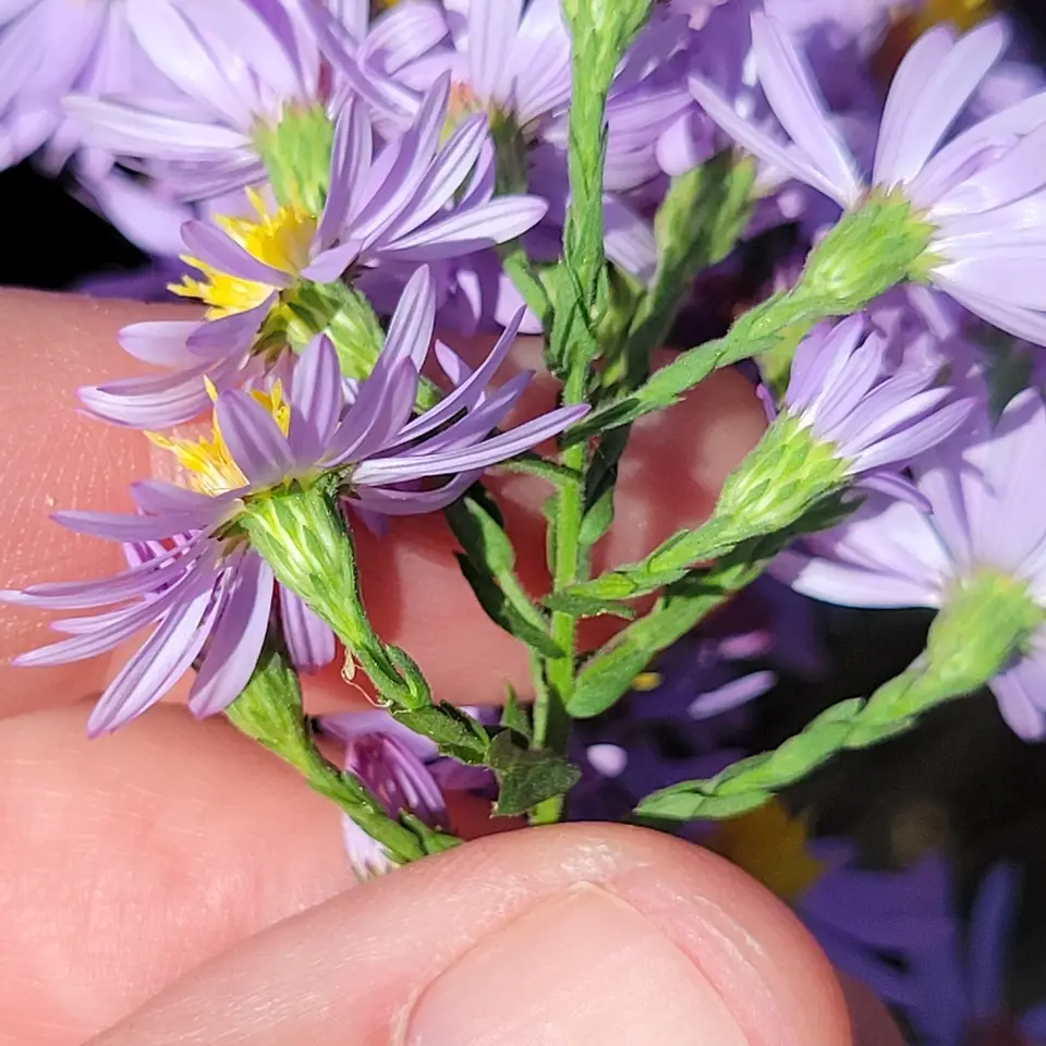 Wavy-Leaf Aster (Symphyotrichum undulatum)