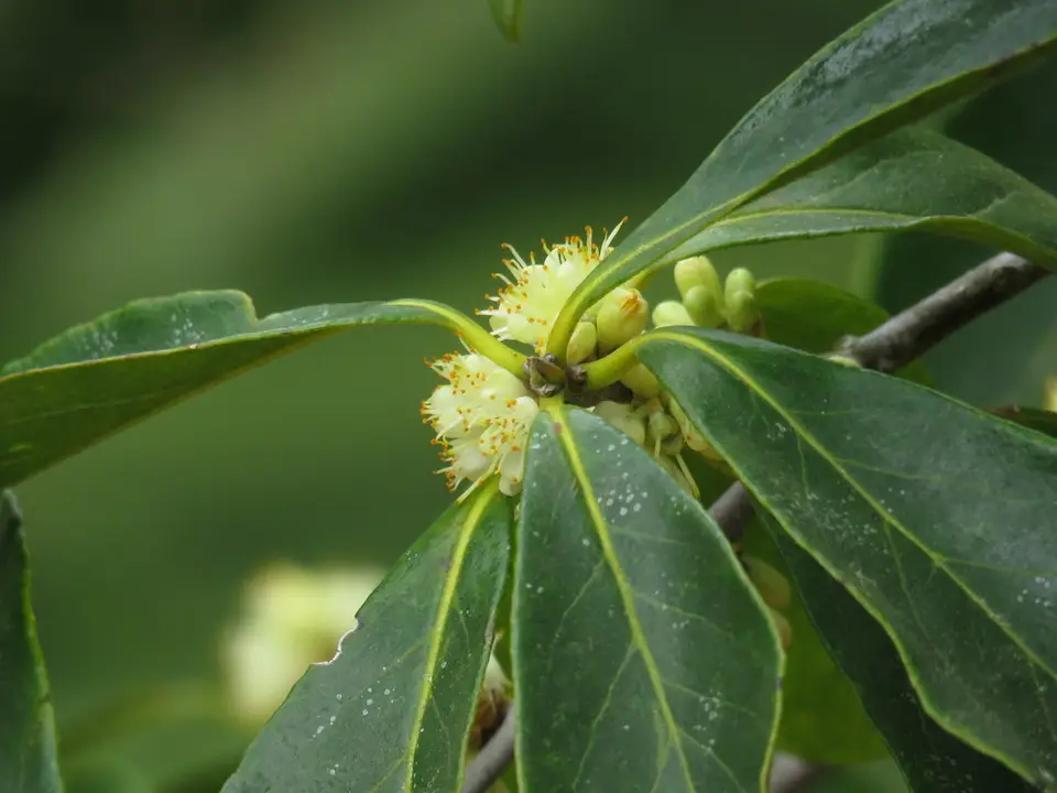 Sweetleaf (Symplocos tinctoria)