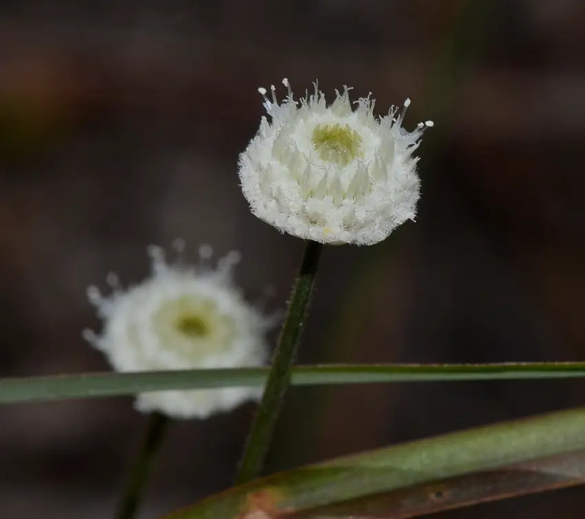 Yellow Hatpins (Syngonanthus flavidulus)