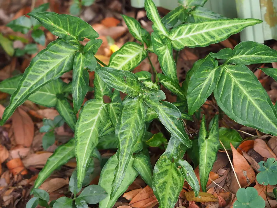 Fivefingers (Syngonium angustatum)