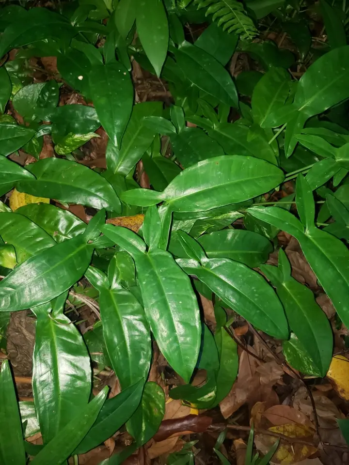 Syngonium auritum (Syngonium auritum)