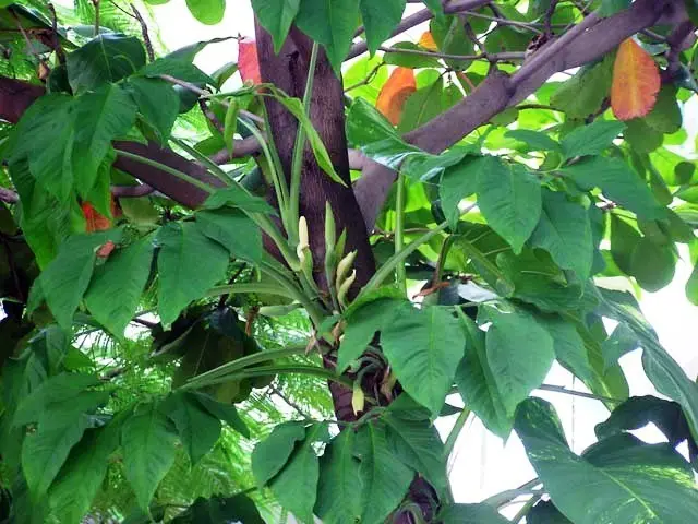 Arrowhead Vine (Syngonium macrophyllum)