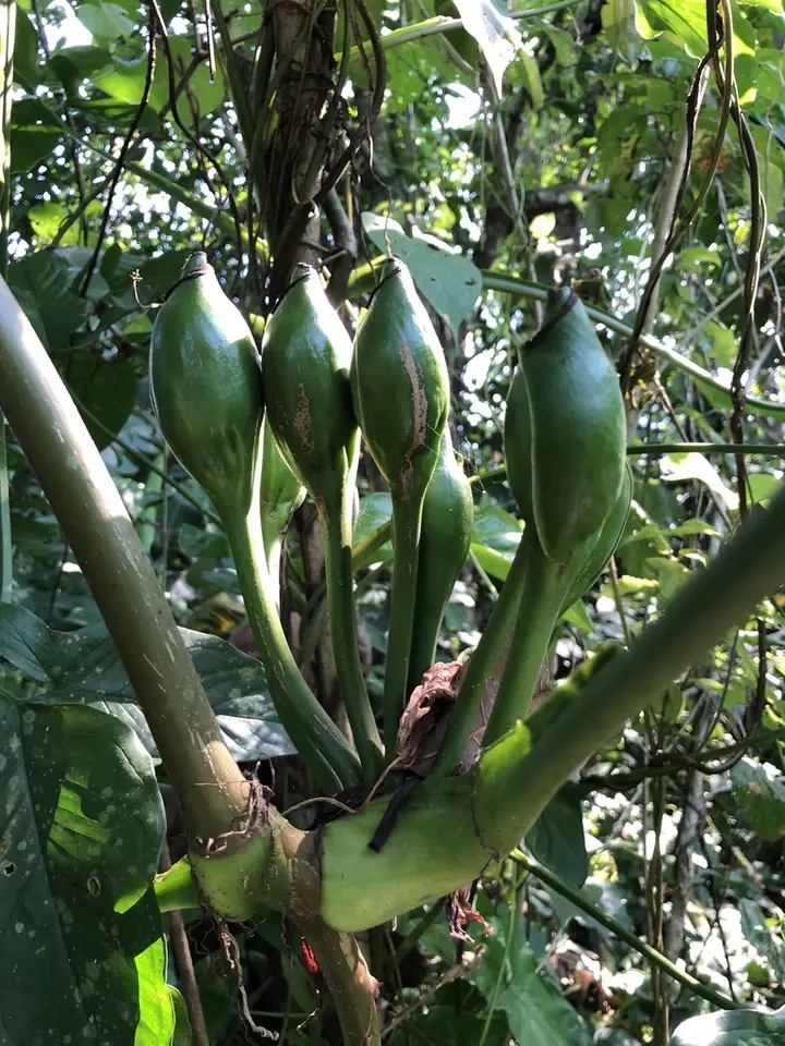 Arrowhead Vine (Syngonium podophyllum)