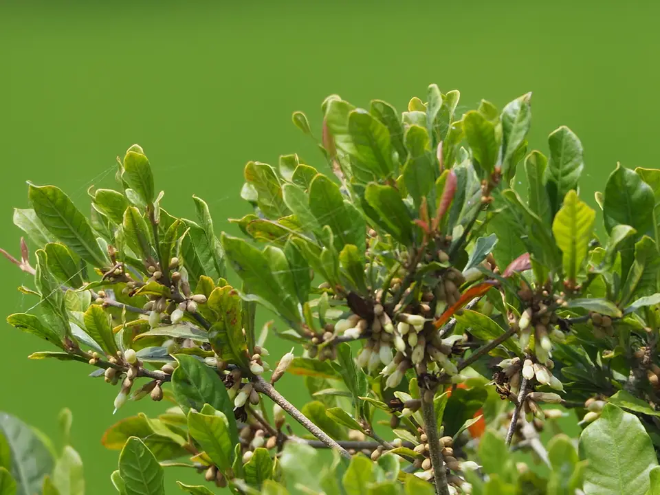 Miracle Fruit (Synsepalum dulcificum)