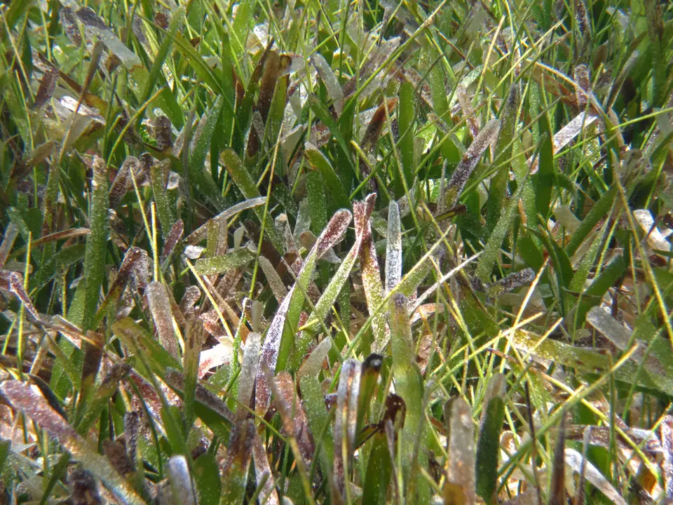 Manatee Grass (Syringodium filiforme)
