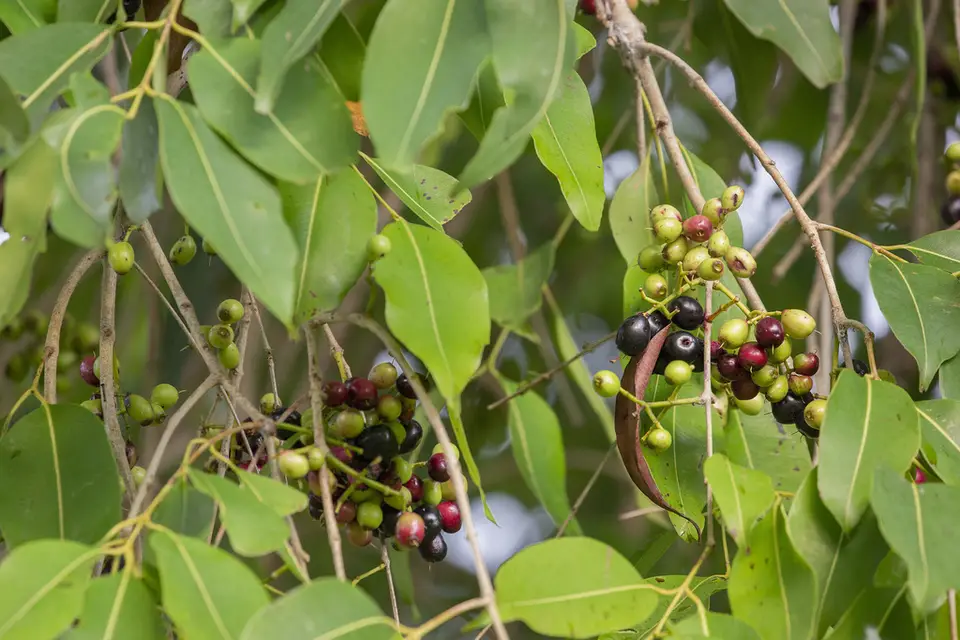 Java Plum (Syzygium cumini)