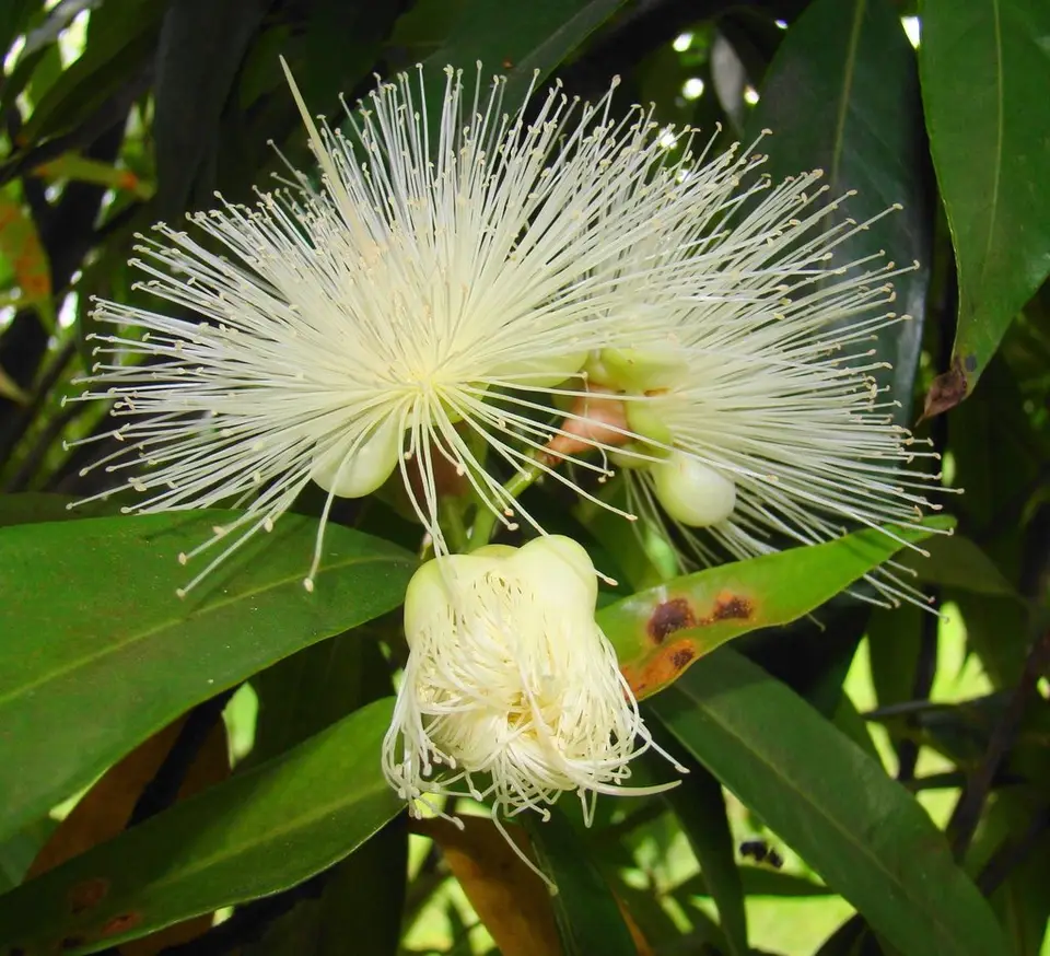 Rose-Apple (Syzygium jambos)