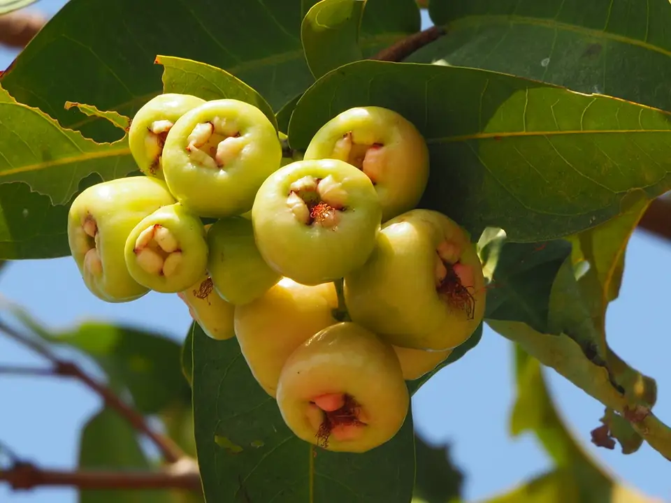 Wax Apple (Syzygium samarangense)