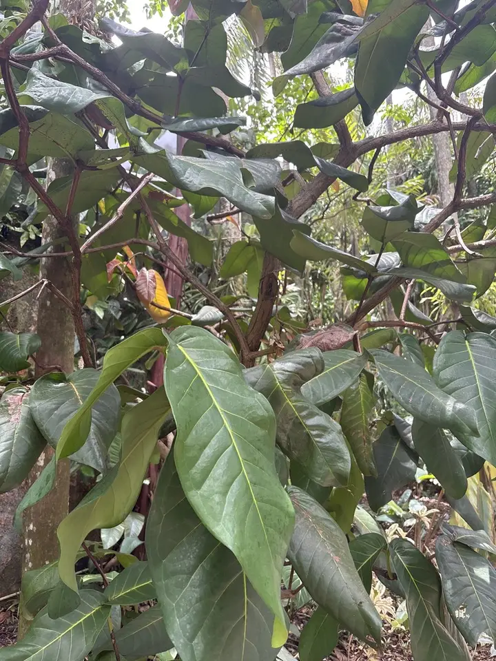 Syzygium thalassicum (Syzygium thalassicum)
