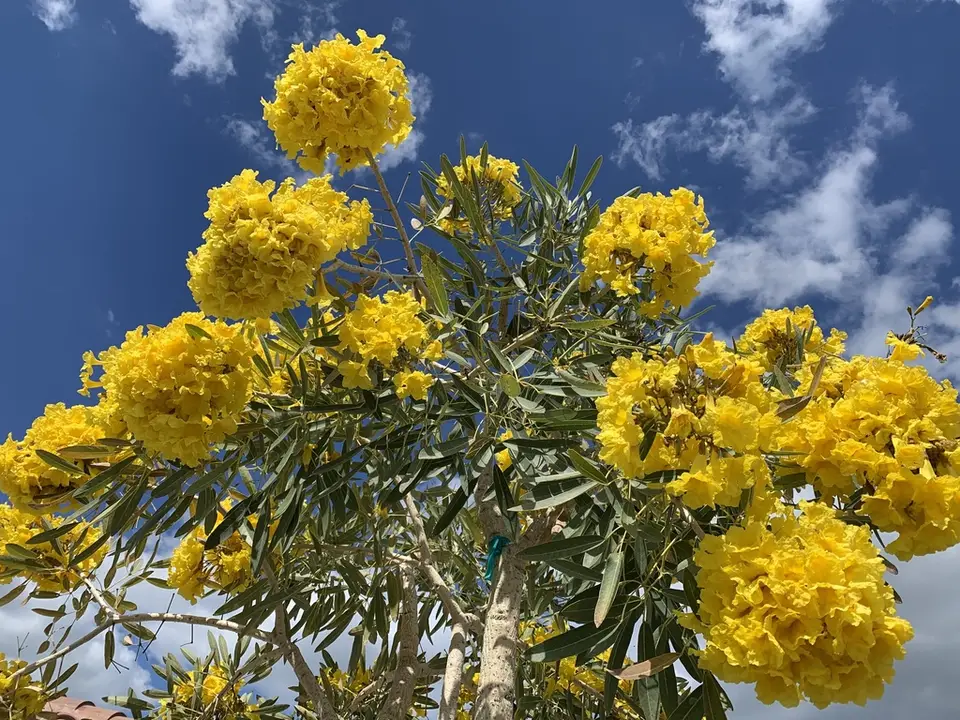 Yellow Trumpet-Tree (Tabebuia aurea)