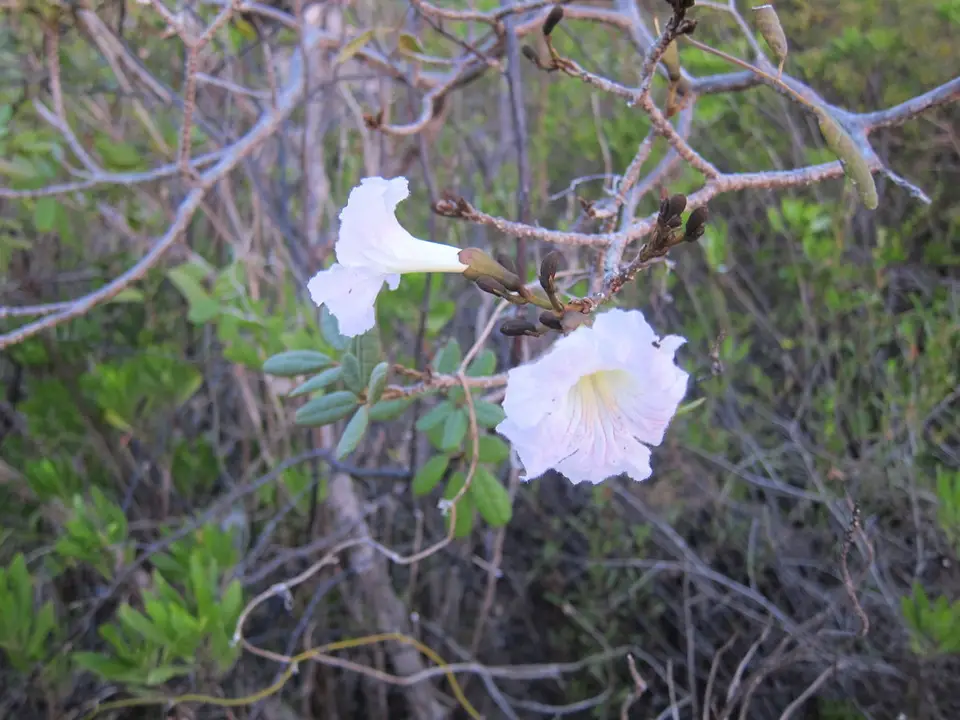Dwarf Bahamian Trumpet Tree (Tabebuia bahamensis)