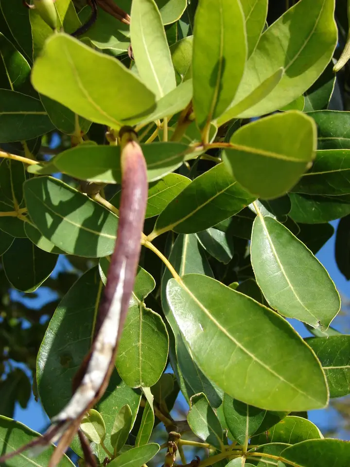 Pink Trumpet-Tree (Tabebuia heterophylla)