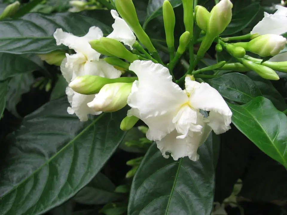 Crepe Jasmine (Tabernaemontana divaricata)
