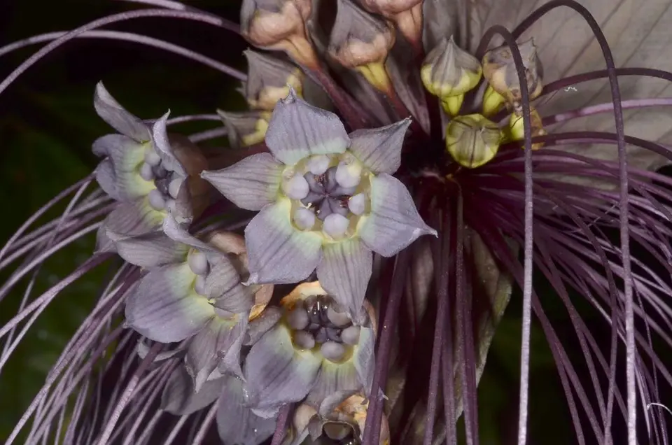 Black Bat Flower (Tacca chantrieri)