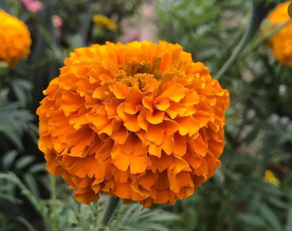 Mexican Marigold (Tagetes erecta)