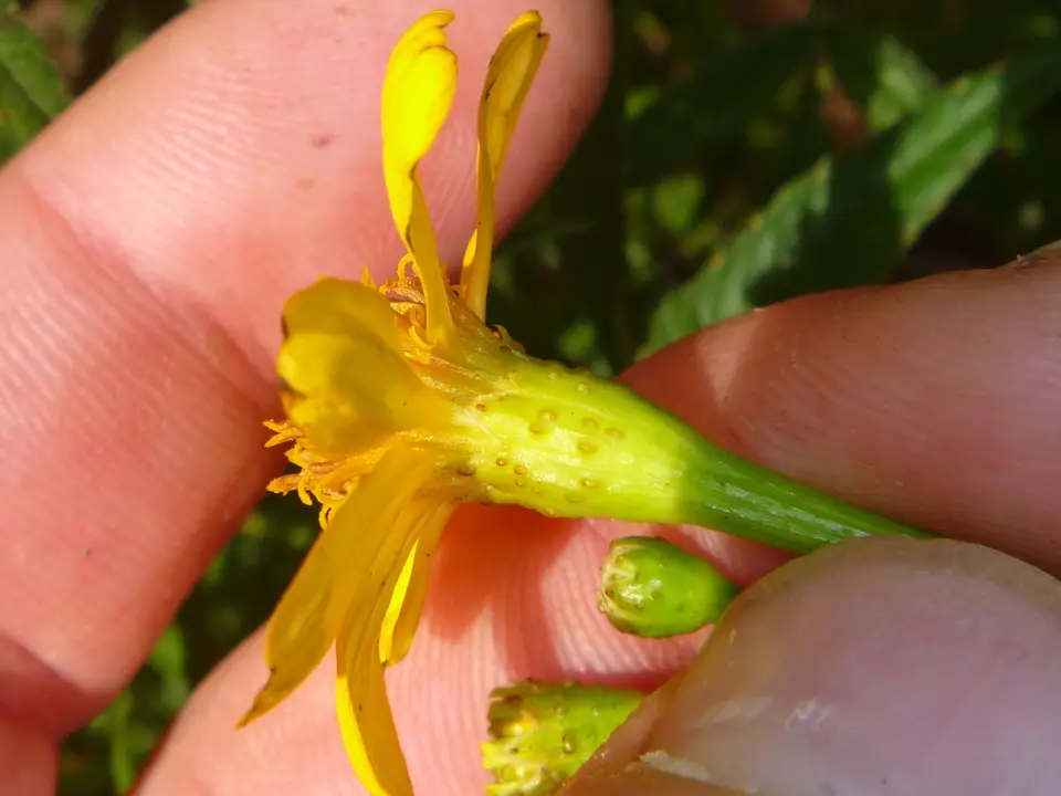 Lemmon's Marigold (Tagetes lemmonii)